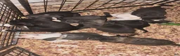 American Pit Bull Terrier dogs for sale: Tara - Ad 2