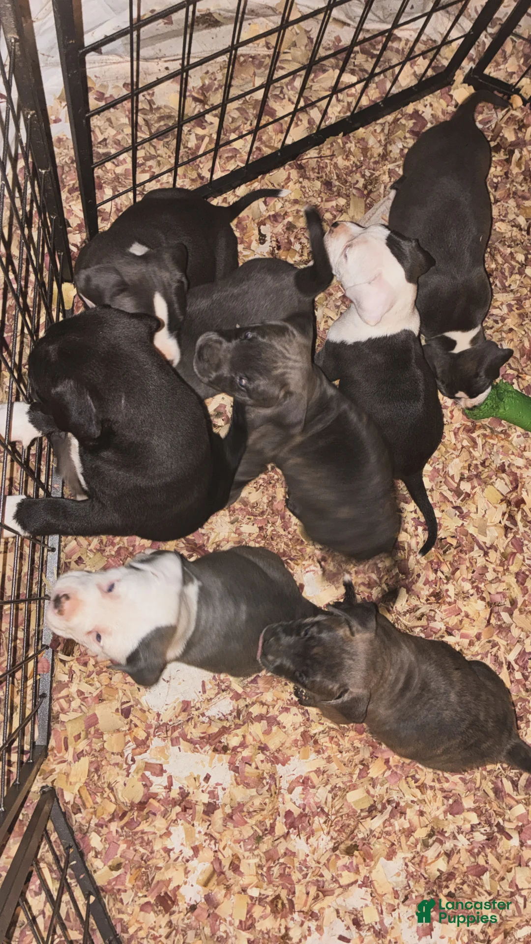 American Pit Bull Terrier dogs for sale: Tara - Ad 2
