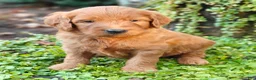 Goldendoodle dogs for sale: Moose - Ad 8