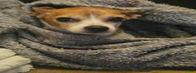 Dog Dog