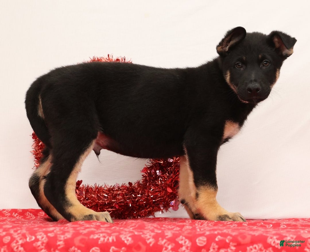 German Shepherd dogs for sale: Marshall - Ad 4