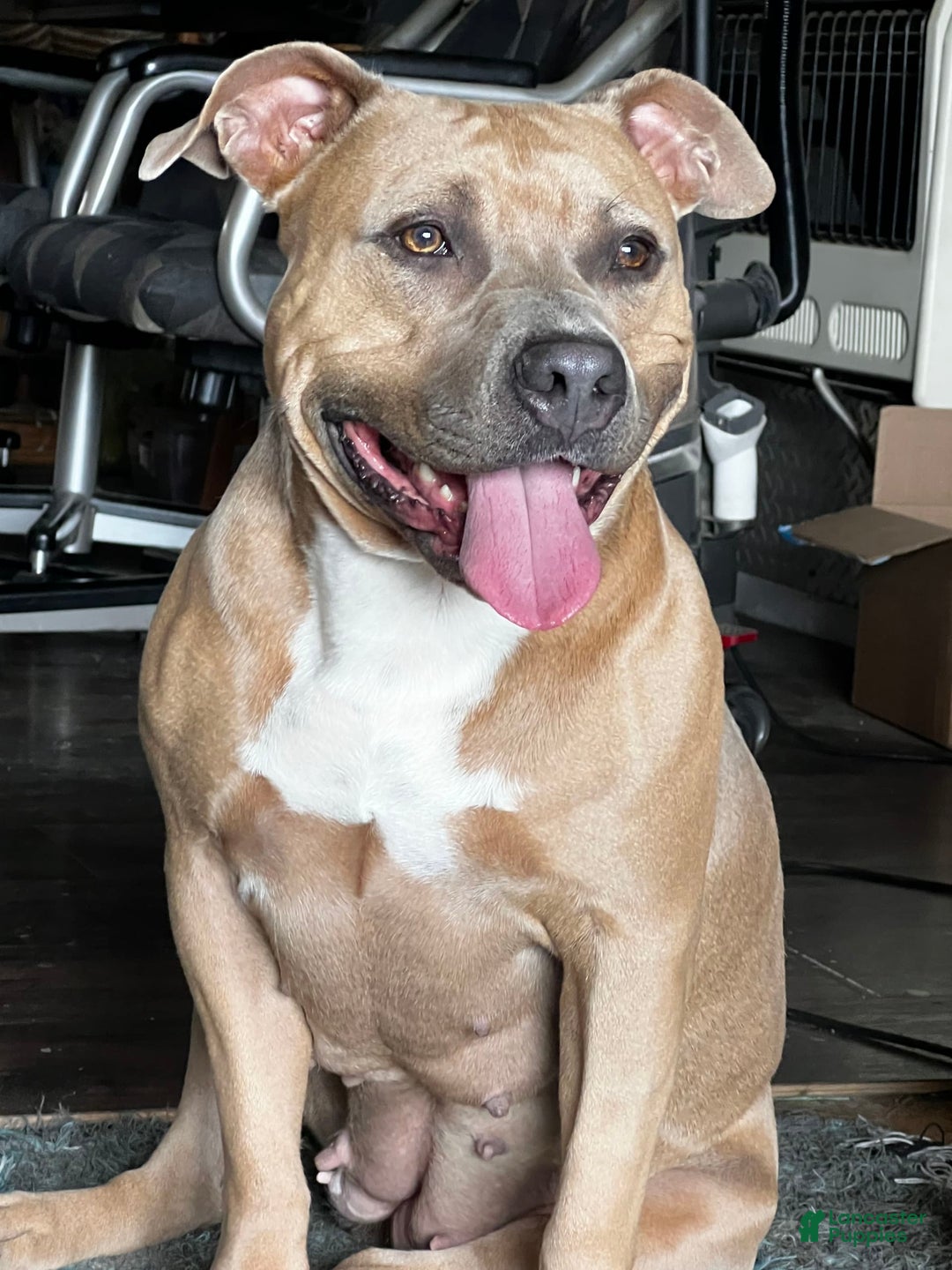 Gallery Image {{count}}