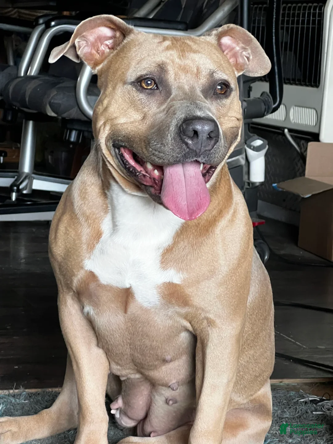 Gallery Image {{count}}