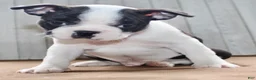 Boston Terrier dogs for sale: Chester Male Boston Terrier - Ad 8