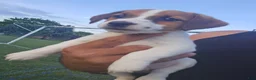 Jack Russell Terrier dogs for sale: Jack Russell Terrier 1 - Ad 3
