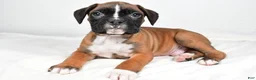 Boxer dogs for sale: Tommy - Ad 7