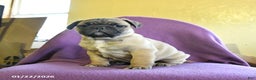 Frug dogs for sale: Texas - Ad 5