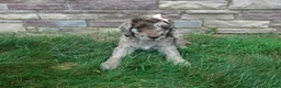 Newfypoo dogs for sale: F1b Milo - Ad 3