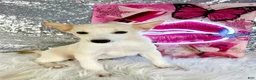 Mixed Breed dogs for sale: Shaggy - Ad 2