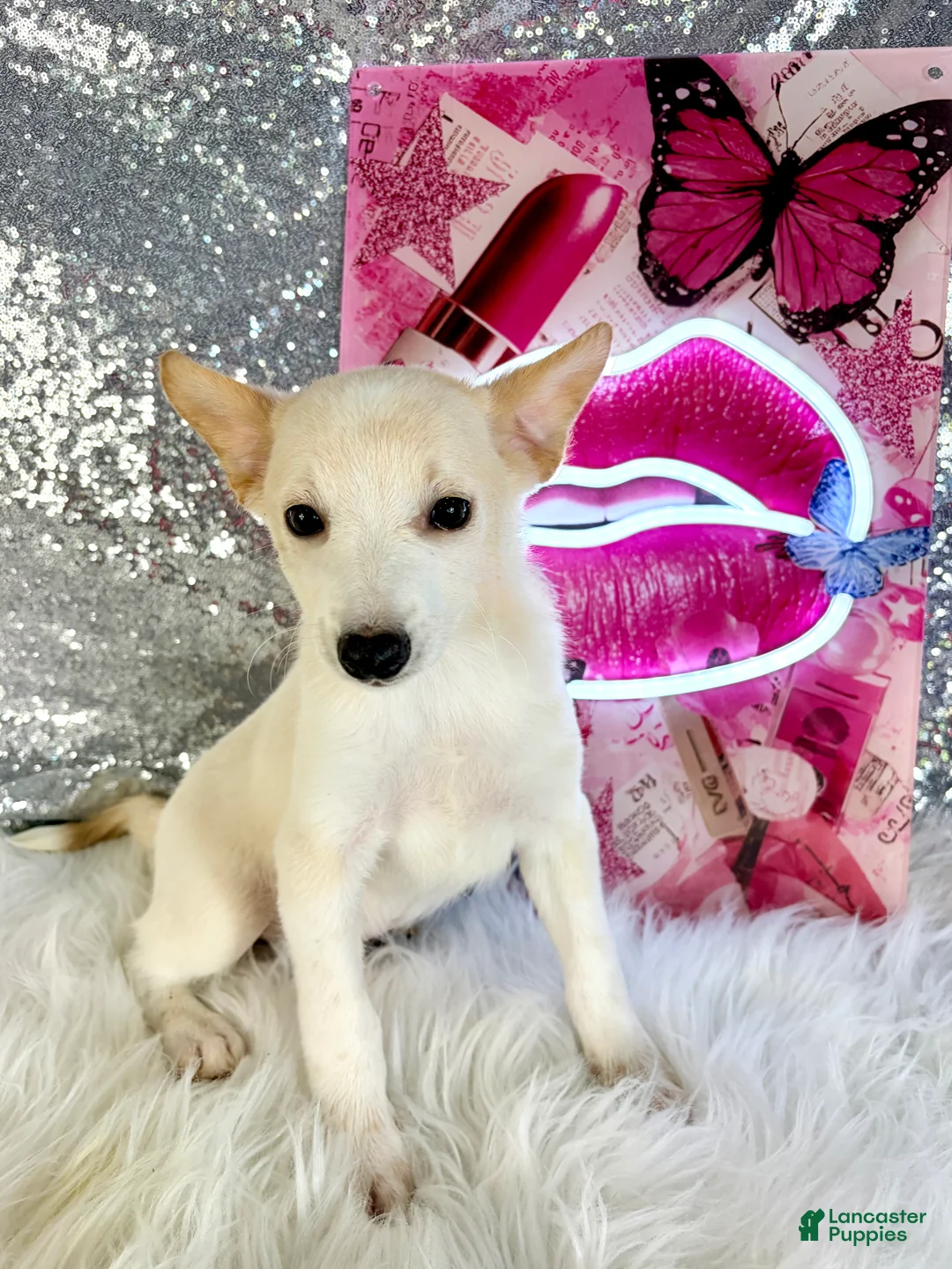 Mixed Breed dogs for sale: Shaggy - Ad 2
