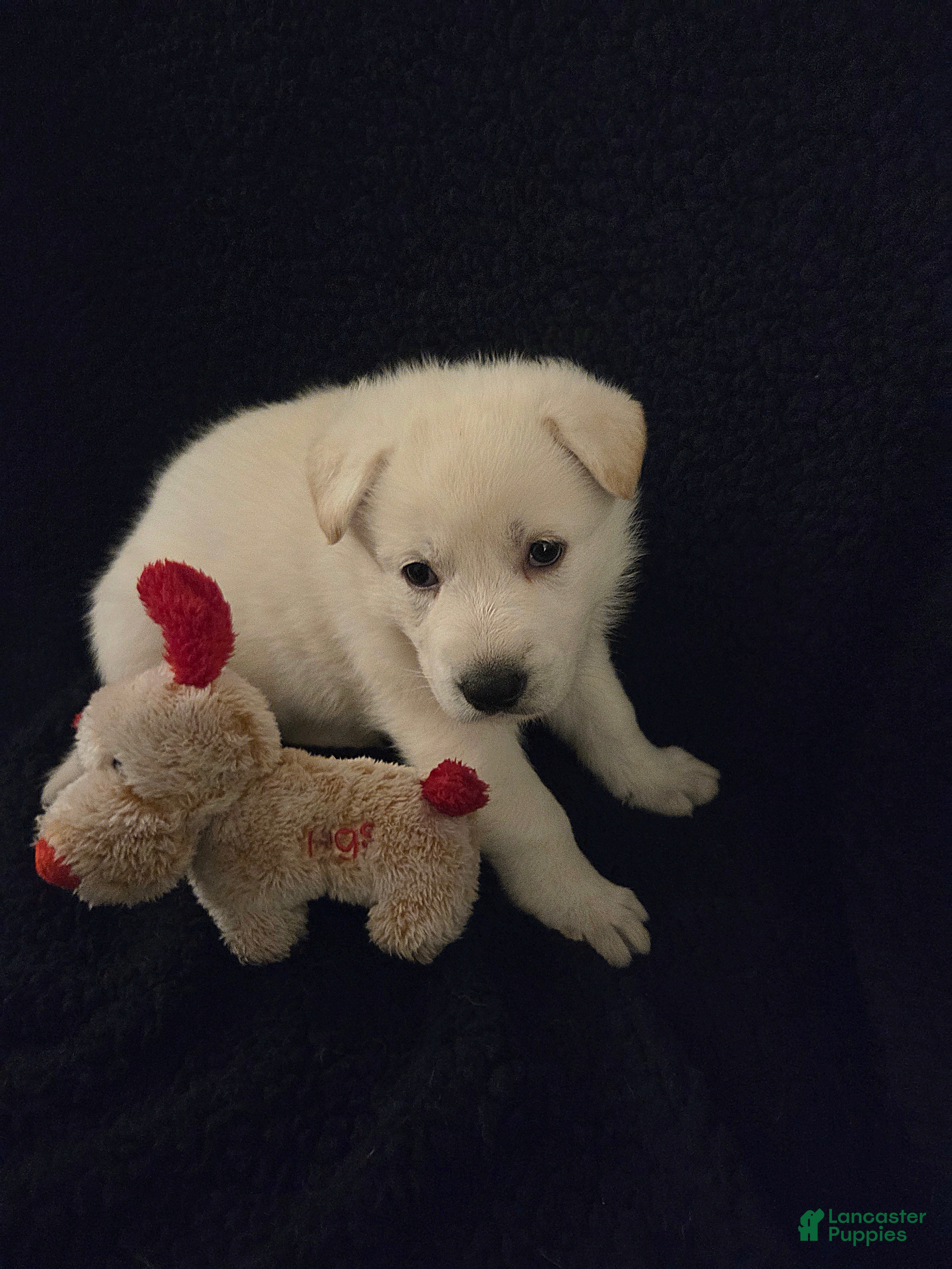 German Shepherd dogs Anna - Ad 1