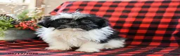 Shih Tzu dogs for sale: Annie - Ad 8