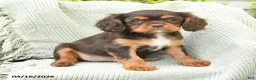 Cavalier King Charles Spaniel dogs for sale: Trixie - Ad 3