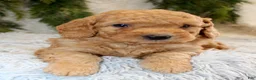 Mini Goldendoodle dogs for sale: Mini Goldendoodle Puppy 2 - Ad 1
