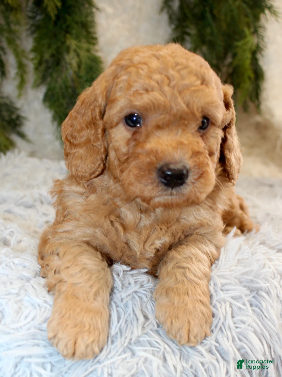Mini Goldendoodle dogs for sale: Mini Goldendoodle Puppy 2 - Ad 1