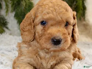 Mini Goldendoodle dogs Mini Goldendoodle Puppy 2 - Ad 24