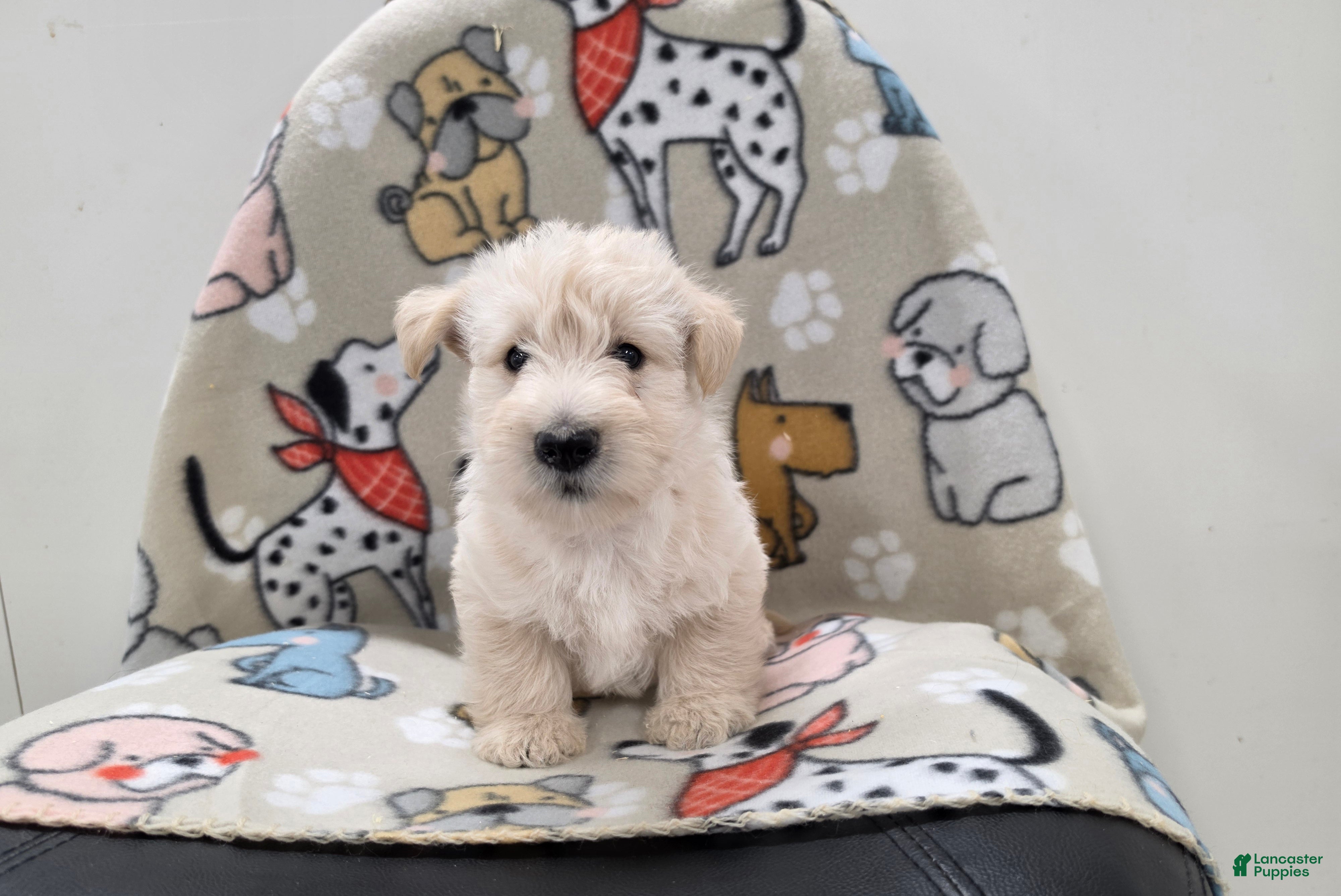 Scottish Terrier dogs for sale: Velma - Ad 1