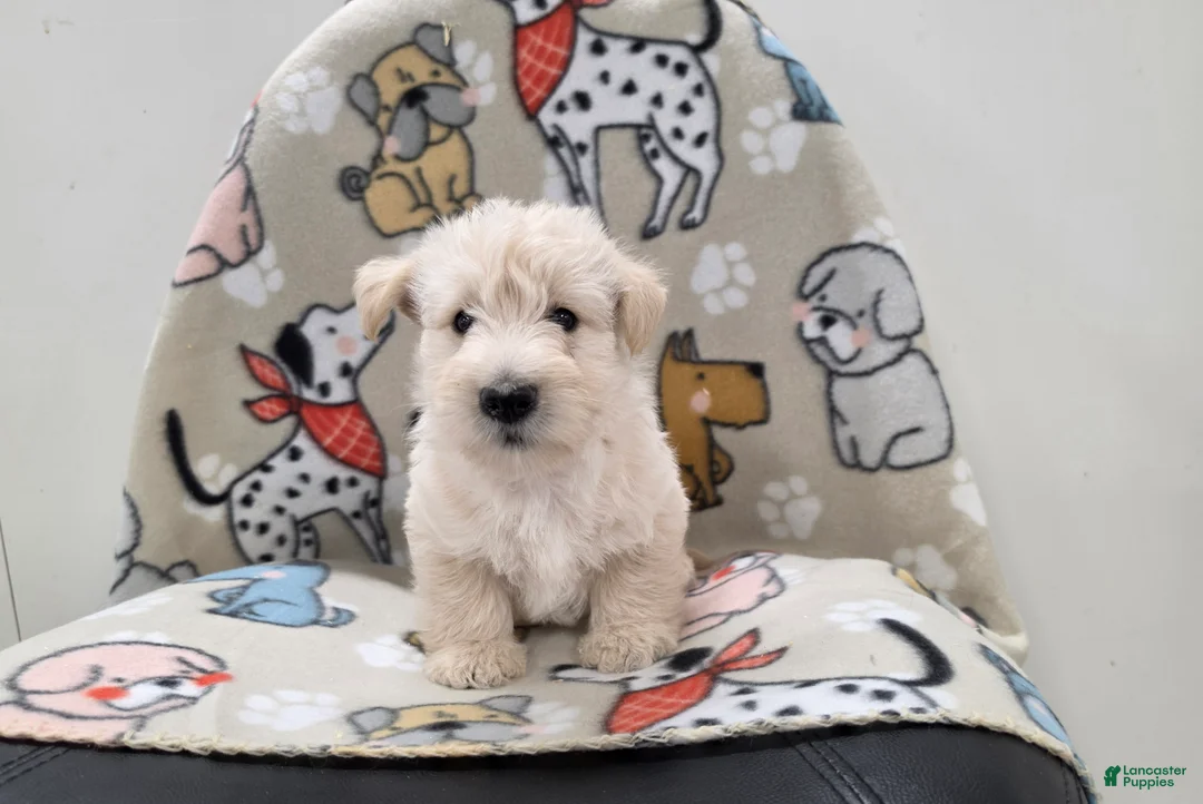 Scottish Terrier dogs for sale: Velma - Ad 1