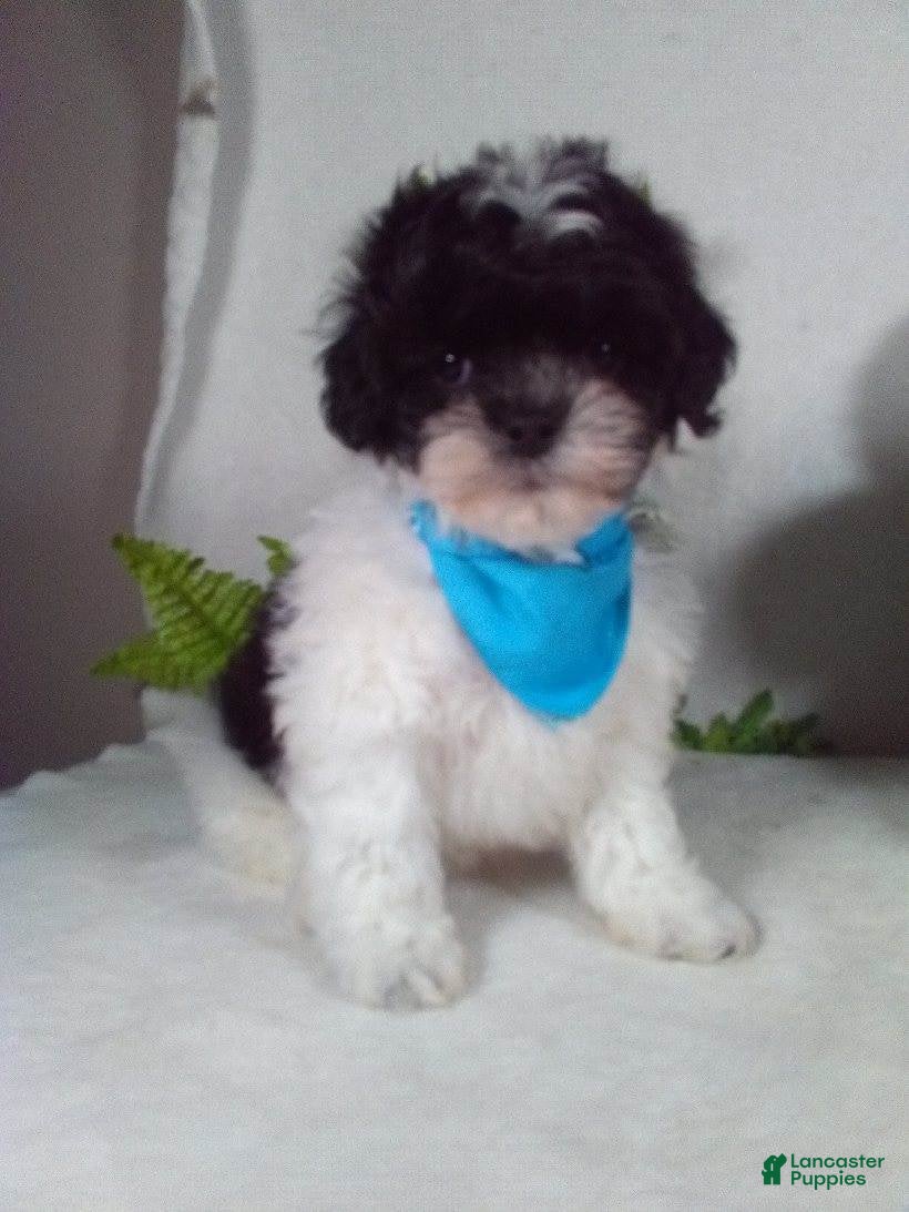 Shihpoo dogs Kit - Ad 2