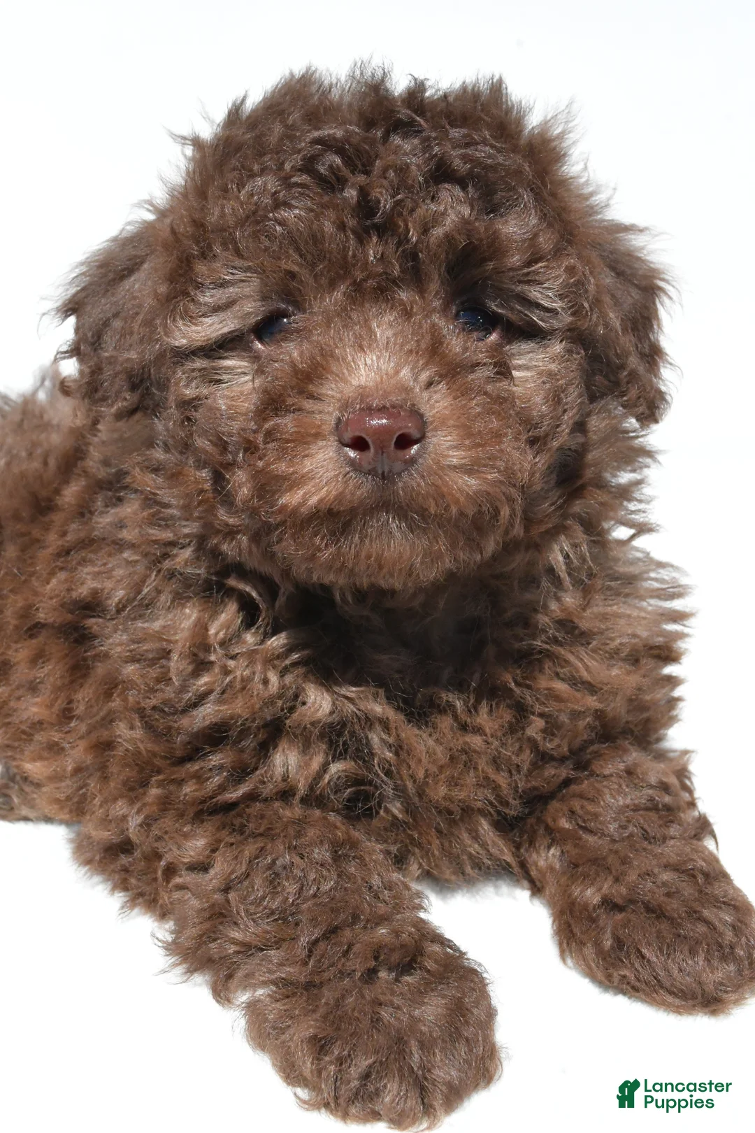 Miniature Poodle dogs for sale: Ryder - Ad 1