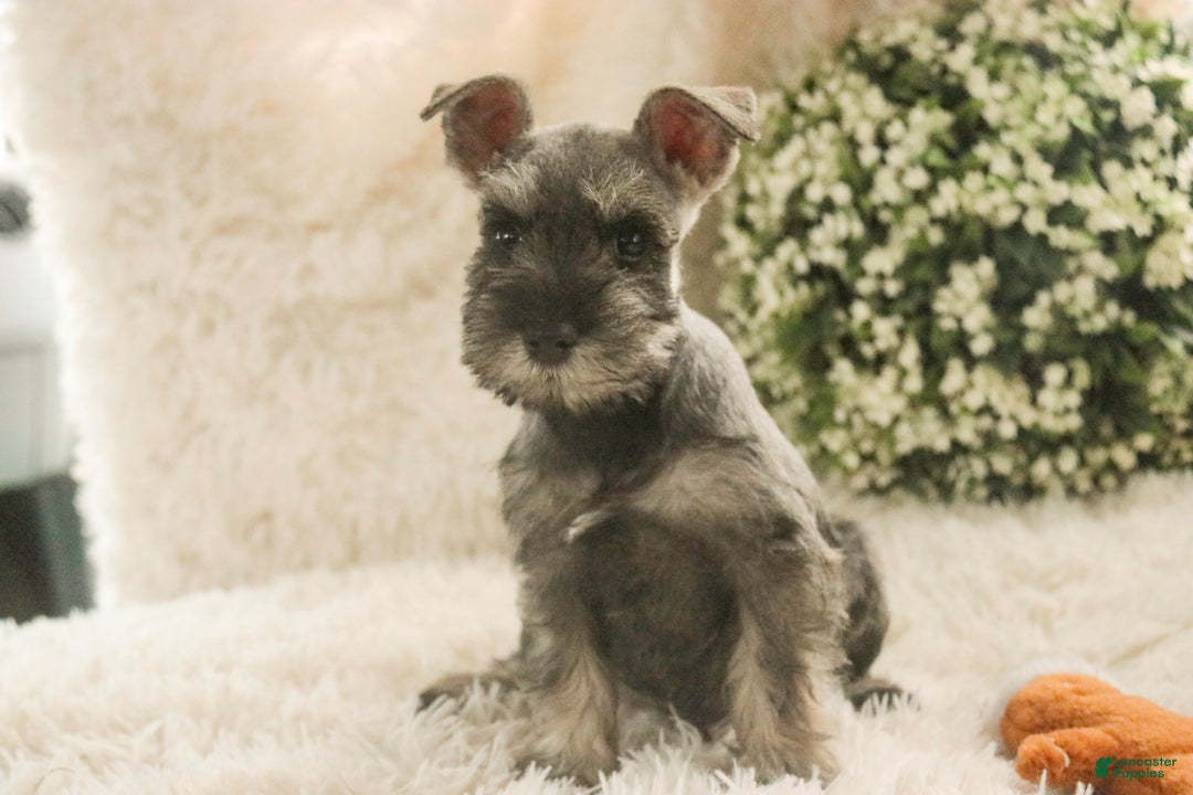 Miniature Schnauzer dogs for sale: Mario - Ad 8