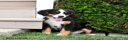 Bernese Mountain Dog dogs for sale: Daisy - Ad 4
