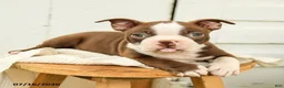 Boston Terrier dogs for sale: Carter - Ad 5