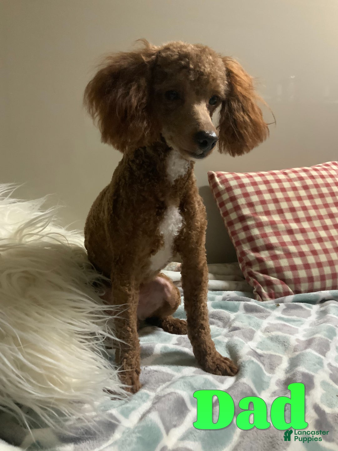 Cavapoo dogs for sale: Milton - Ad 6