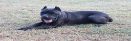 Cane Corso dogs for sale: Blanchard - Ad 7