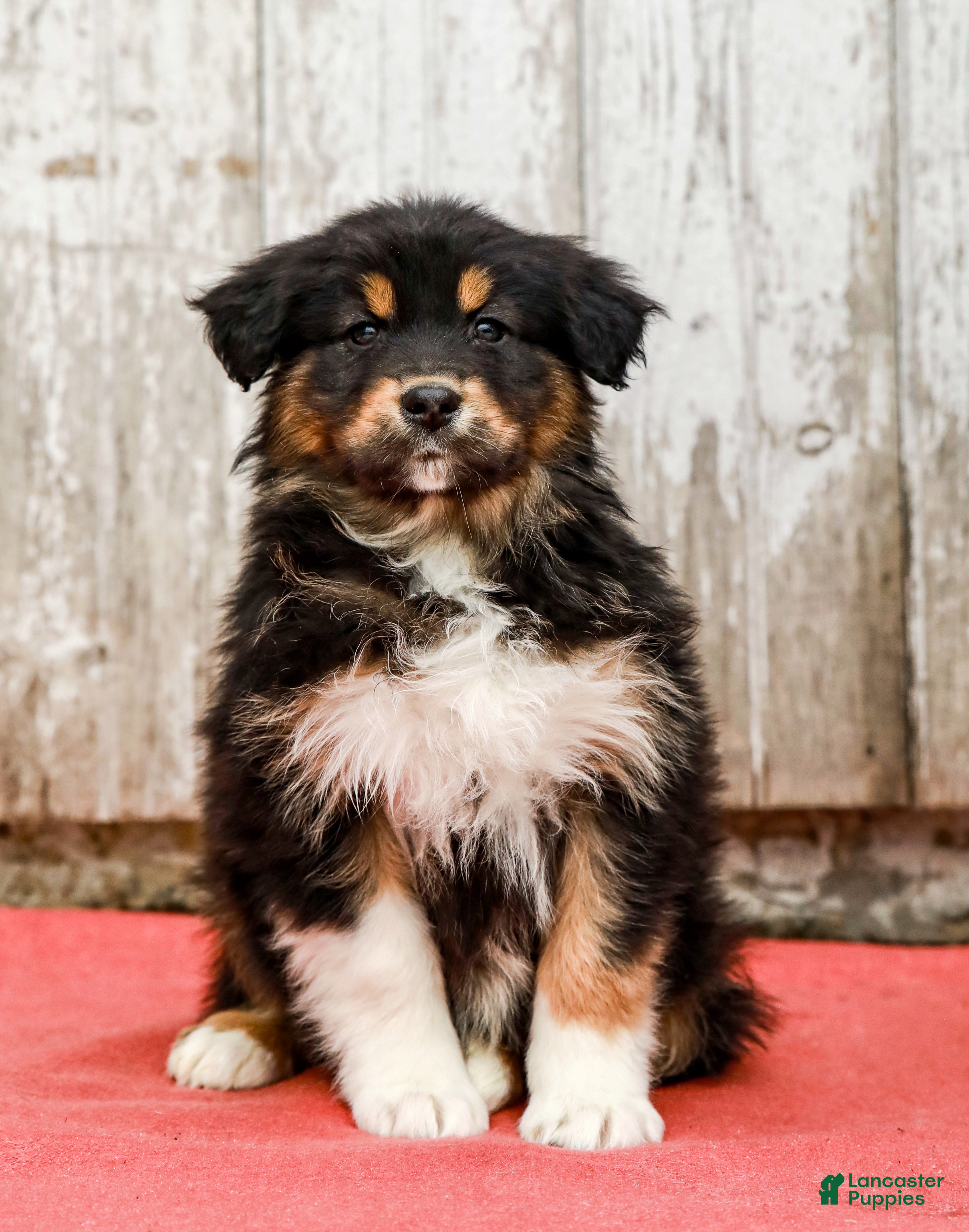 Australian Shepherd dogs Jasper - Ad 2