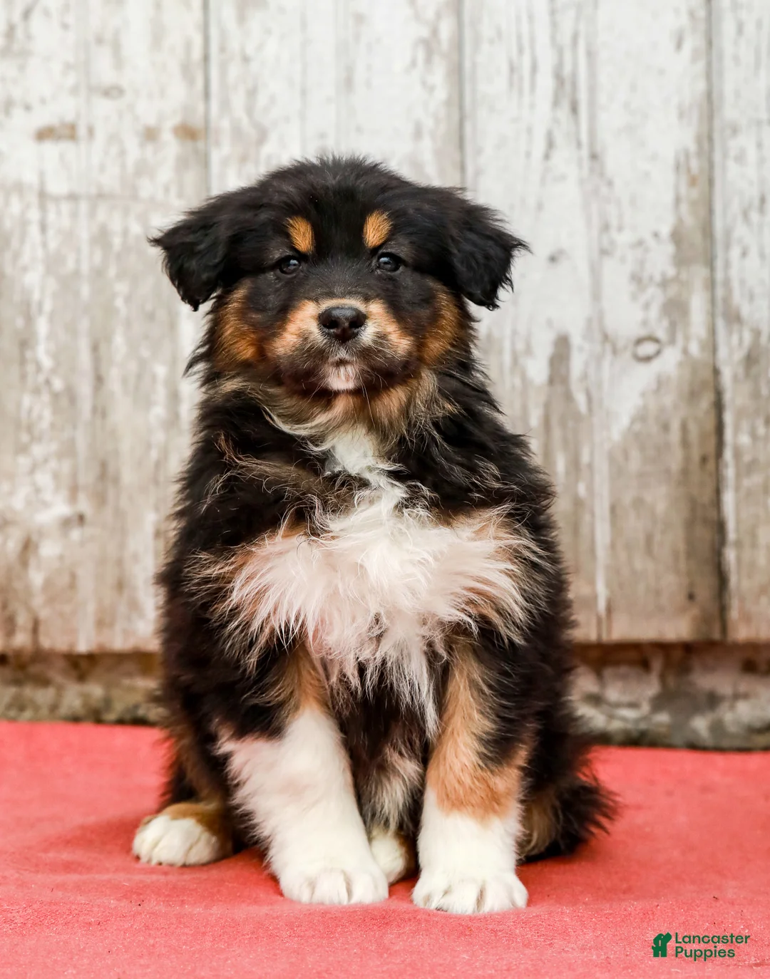 Australian Shepherd dogs for sale: Jasper - Ad 2