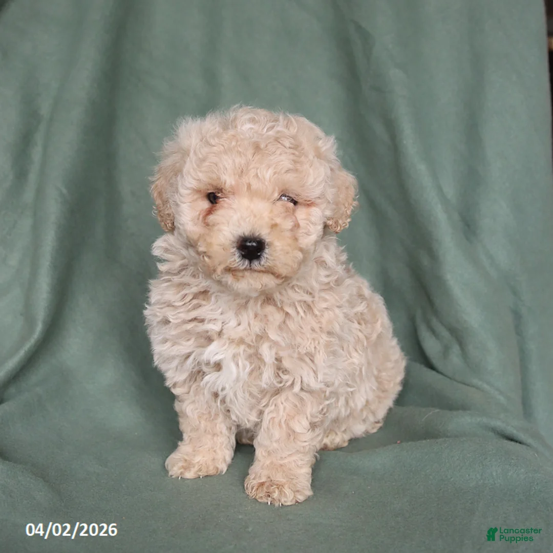 Maltipoo dogs for sale: Honey - Ad 1