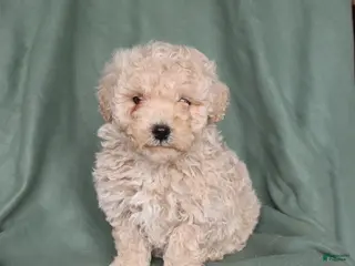 Maltipoo dogs for sale: Honey - Ad 2