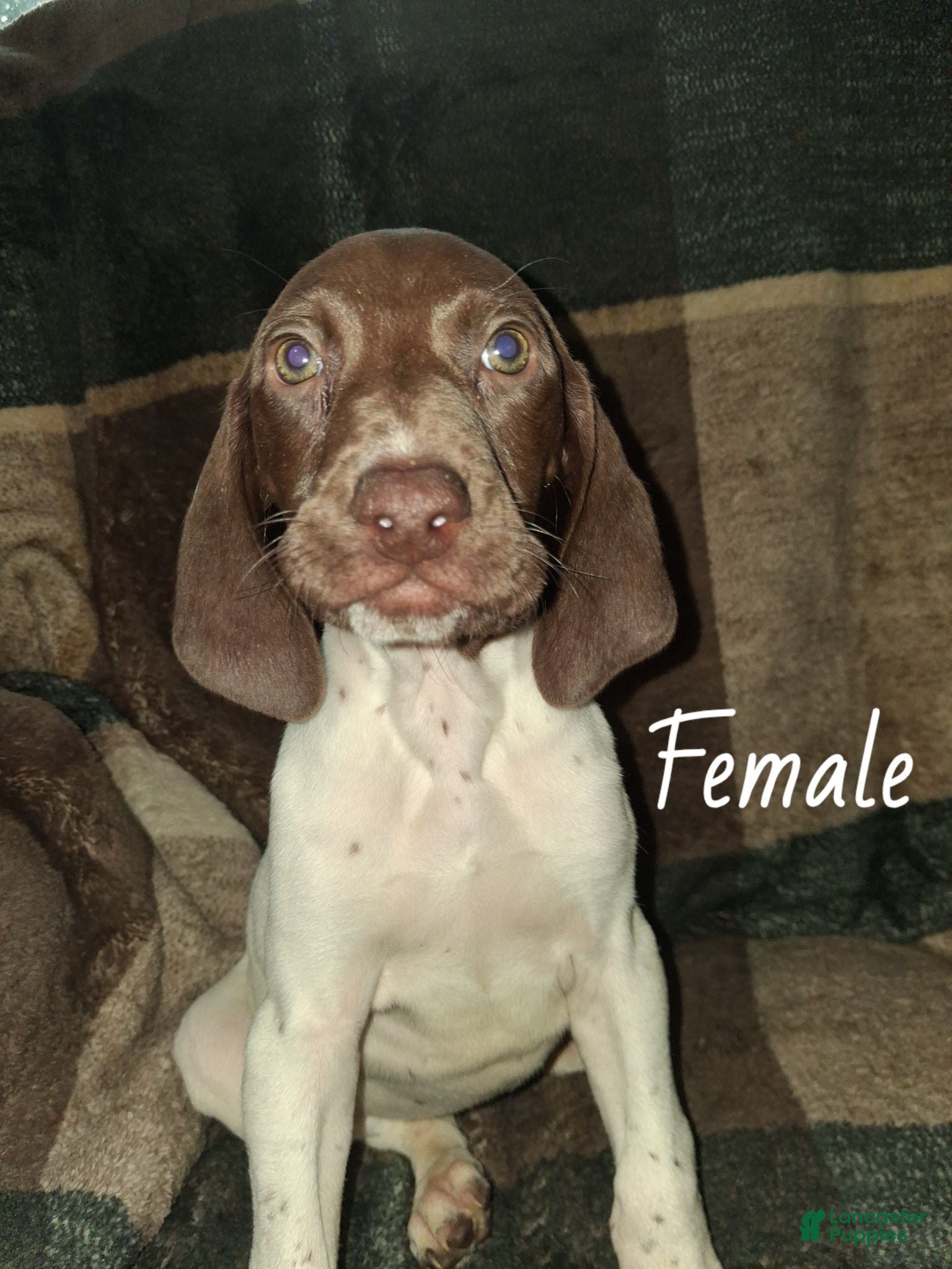 German Shorthaired Pointer dogs German Shorthaired Pointer 3 - Ad 38