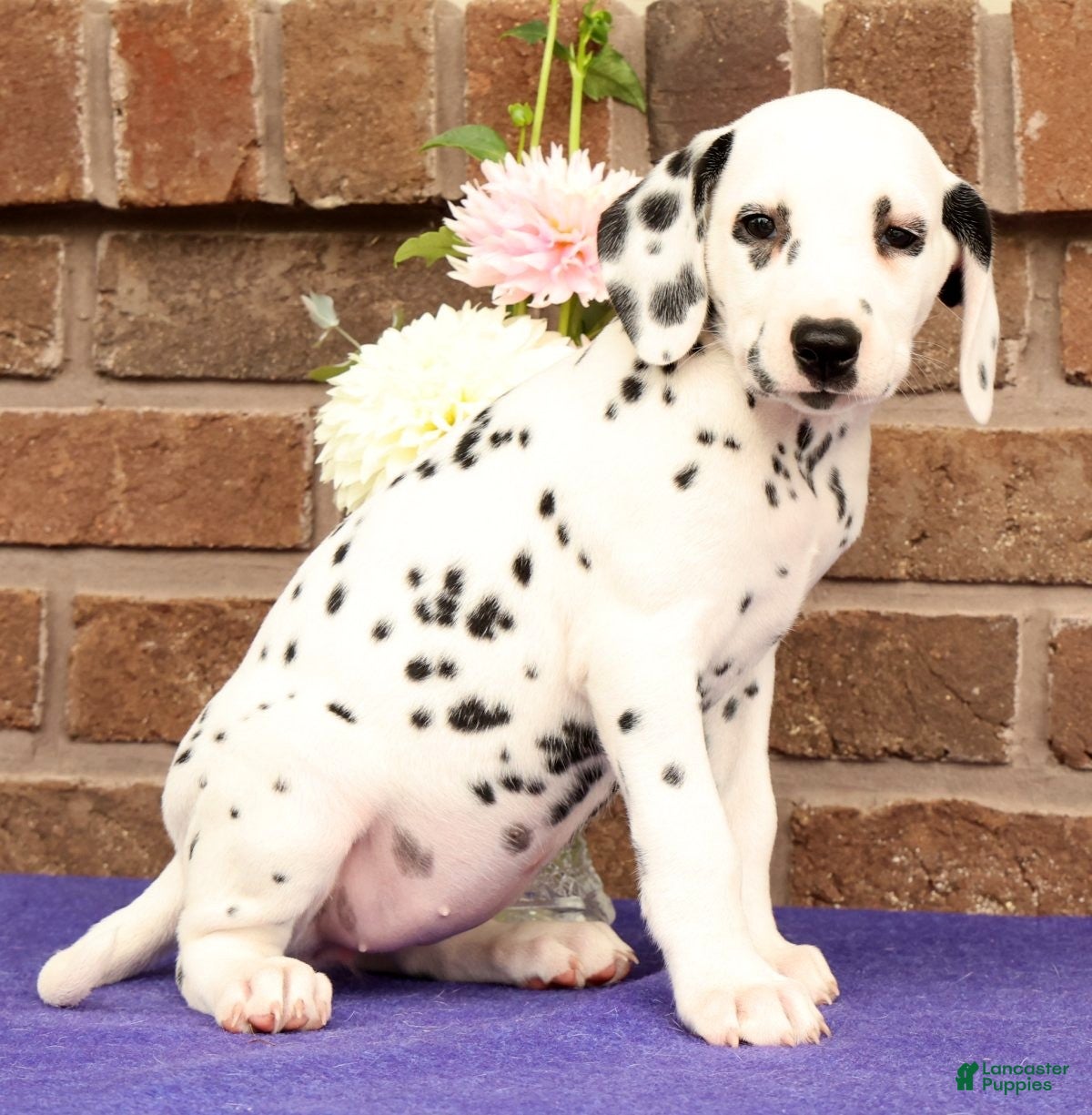 Dalmatian dogs Fran - Ad 1