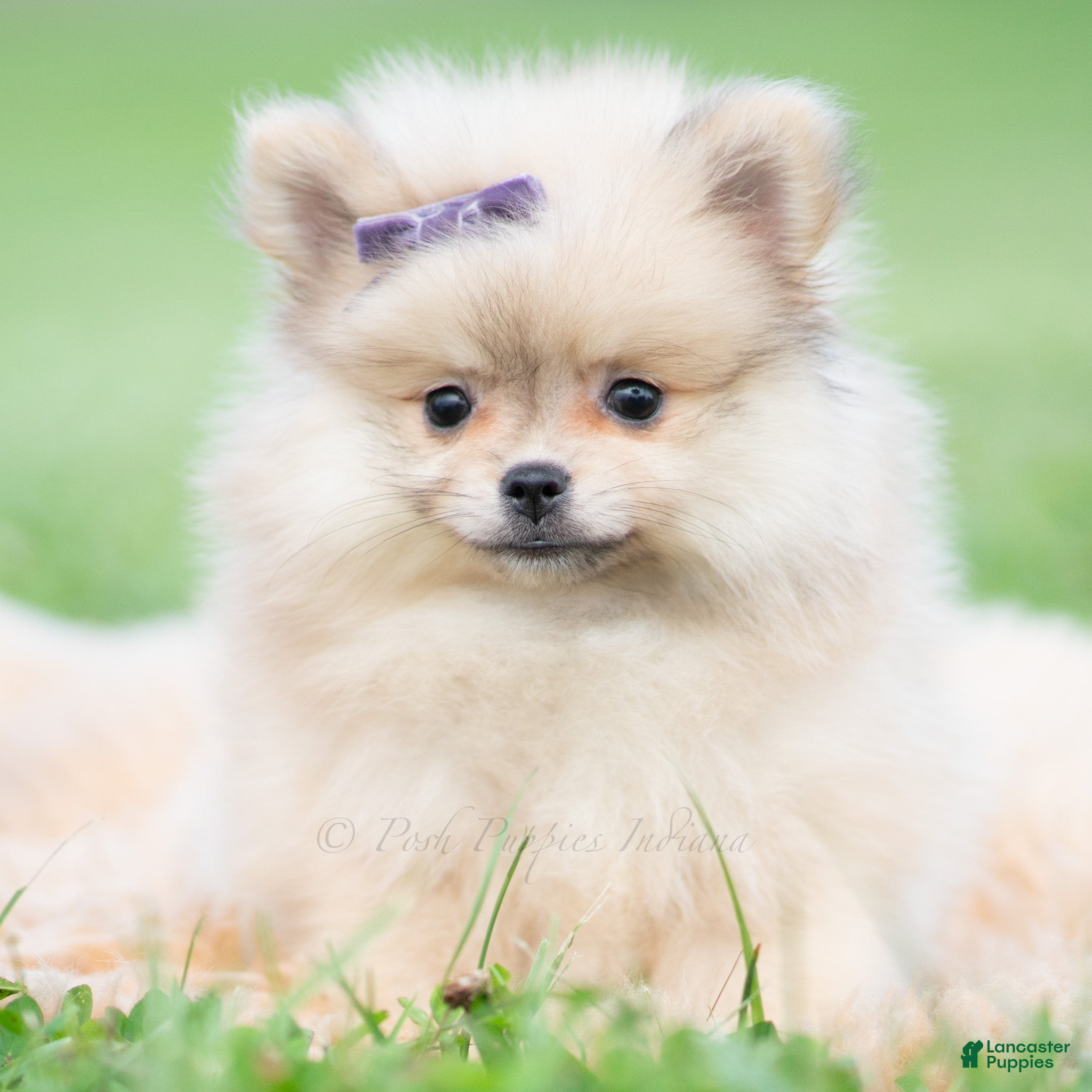 Pomeranian dogs Josephine - Ad 32
