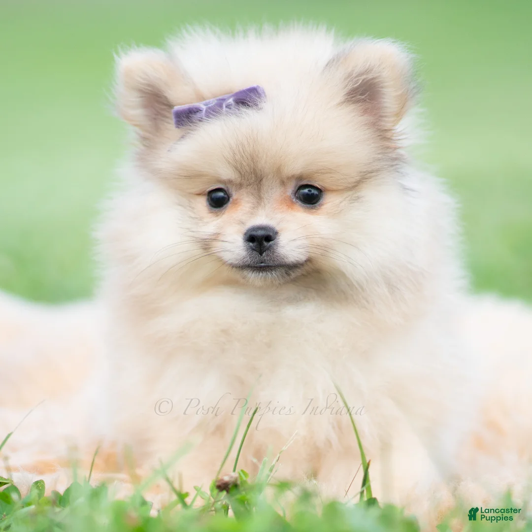 Pomeranian dogs for sale: Josephine - Ad 1