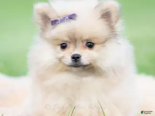 Pomeranian dogs Josephine - Ad 37