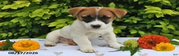Mixed Breed dogs for sale: Dack - Ad 3