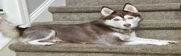 Pomsky dogs for sale: Annabelle - Ad 8