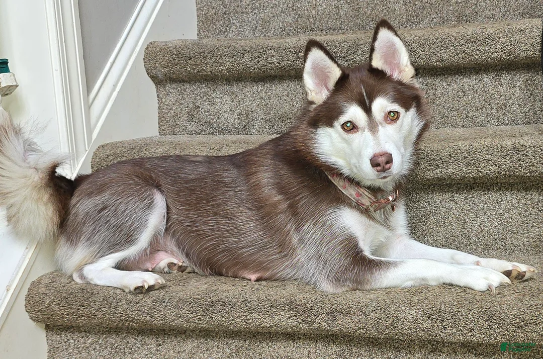 Pomsky dogs for sale: Annabelle - Ad 8