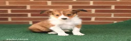 Shetland Sheepdog dogs for sale: Hickory - Ad 1