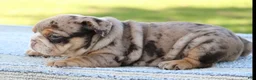 English Bulldog dogs for sale: English Bulldog Puppy 3 - Ad 3