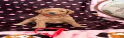 Mini Goldendoodle dogs for sale: Red Collar girl - Ad 5
