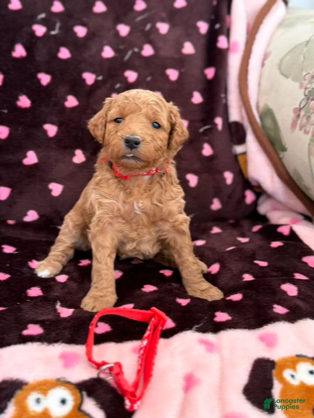 Mini Goldendoodle dogs for sale: Red Collar girl - Ad 5