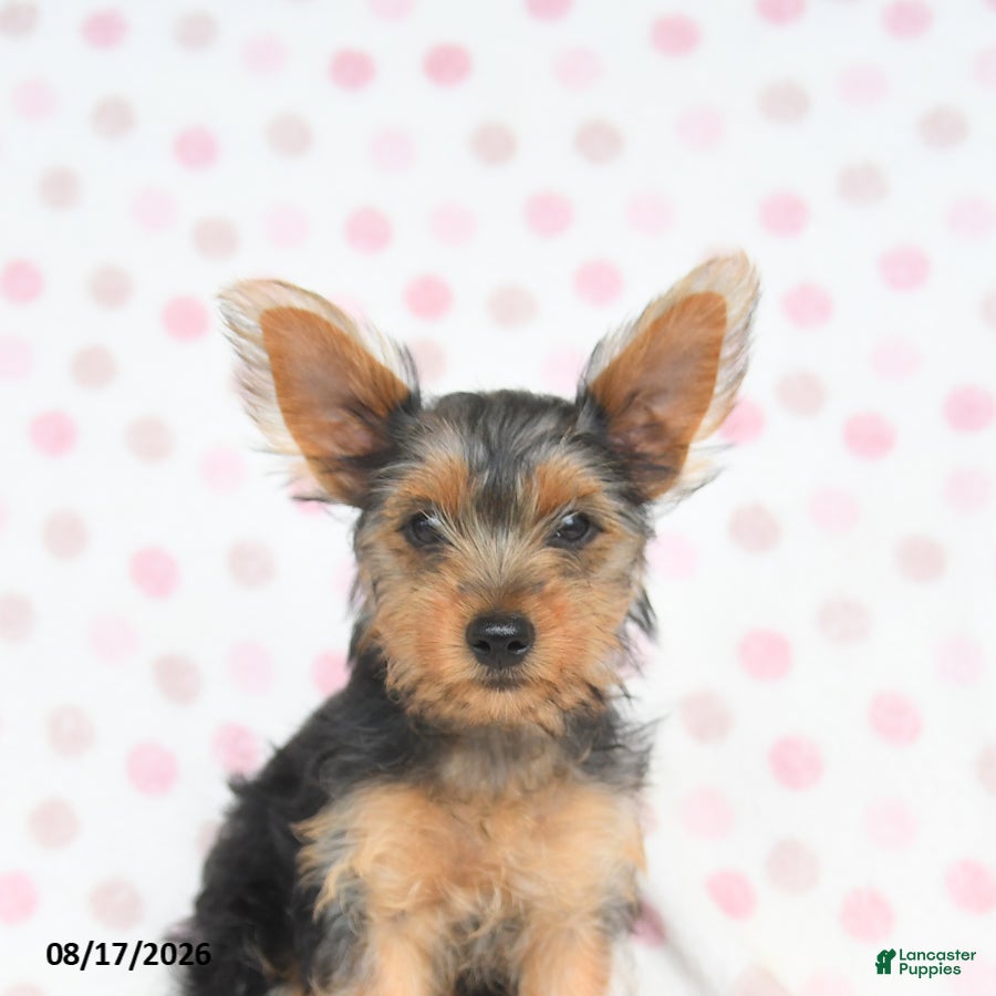 Yorkshire Terrier dogs Quincy - Ad 1