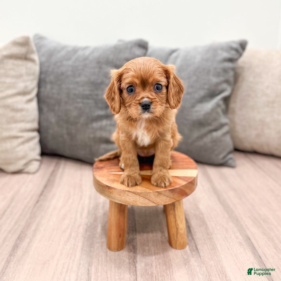 Cavapoo dogs for sale: Destiney - Ad 4