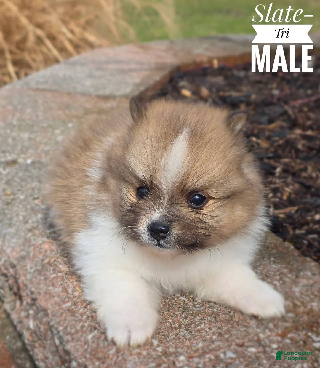 Pomeranian dogs for sale: Slate - Ad 3