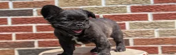 French Bulldog dogs for sale: Emmy - Ad 11