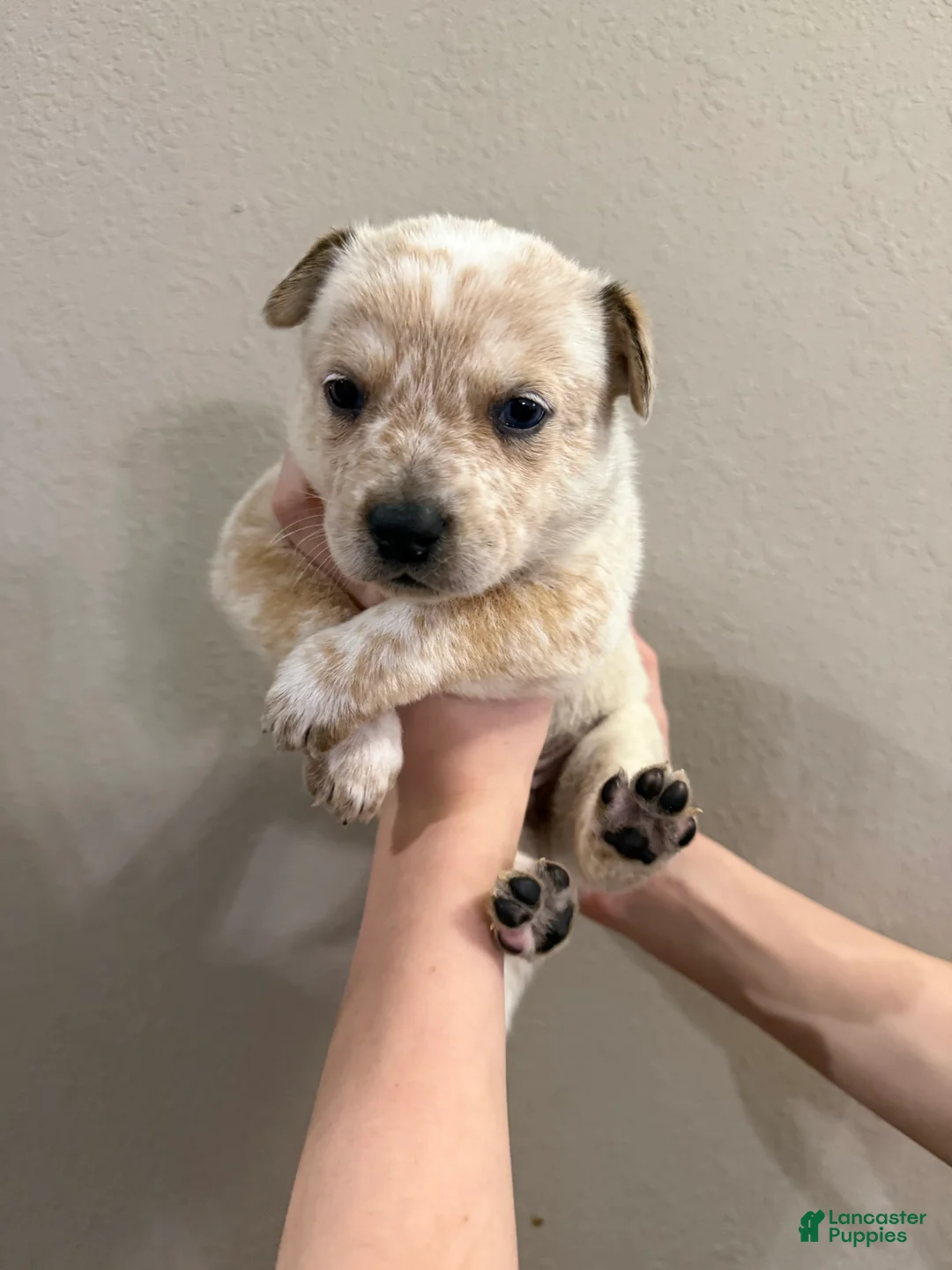 Australian Cattle Dog dogs for sale: Red Male (Dark Blue - Freckles) - Ad 4
